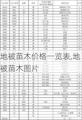 地被苗木价格一览表,地被苗木图片-第3张图片-花卉百科