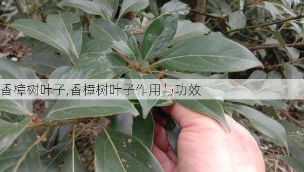 香樟树叶子,香樟树叶子作用与功效-第3张图片-花卉百科