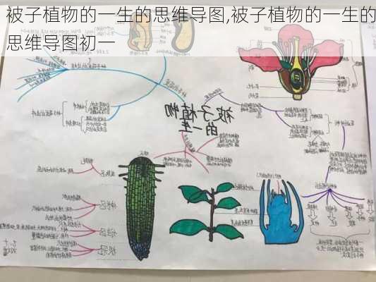 被子植物的一生的思维导图,被子植物的一生的思维导图初一-第2张图片-花卉百科