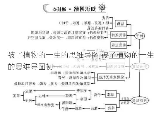 被子植物的一生的思维导图,被子植物的一生的思维导图初一-第3张图片-花卉百科