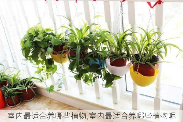 室内最适合养哪些植物,室内最适合养哪些植物呢-第3张图片-花卉百科