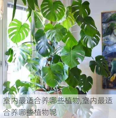 室内最适合养哪些植物,室内最适合养哪些植物呢-第2张图片-花卉百科