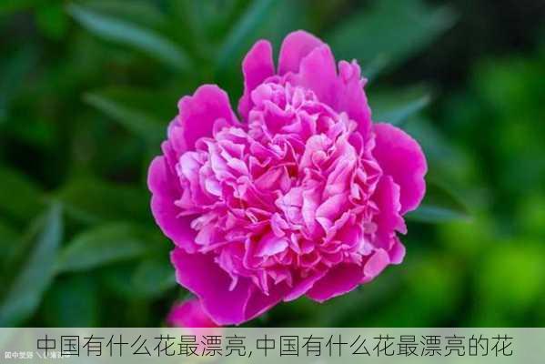 中国有什么花最漂亮,中国有什么花最漂亮的花