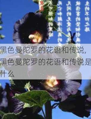 黑色曼陀罗的花语和传说,黑色曼陀罗的花语和传说是什么-第1张图片-花卉百科