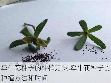 牵牛花种子的种植方法,牵牛花种子的种植方法和时间-第3张图片-花卉百科