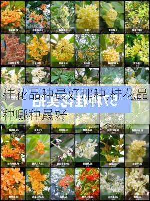 桂花品种最好那种,桂花品种哪种最好-第2张图片-花卉百科