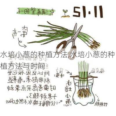 水培小葱的种植方法,水培小葱的种植方法与时间