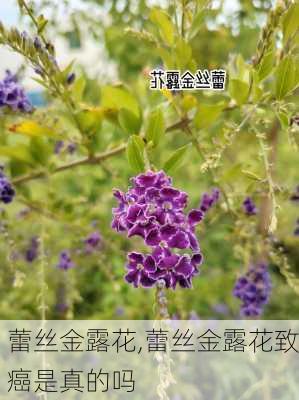 蕾丝金露花,蕾丝金露花致癌是真的吗