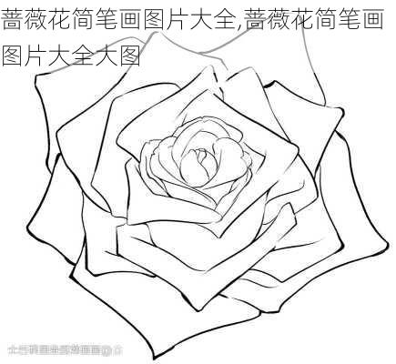 蔷薇花简笔画图片大全,蔷薇花简笔画图片大全大图