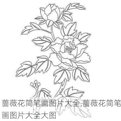 蔷薇花简笔画图片大全,蔷薇花简笔画图片大全大图-第2张图片-花卉百科