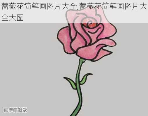 蔷薇花简笔画图片大全,蔷薇花简笔画图片大全大图-第3张图片-花卉百科