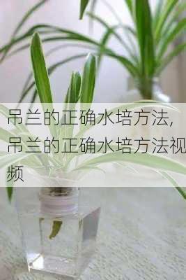 吊兰的正确水培方法,吊兰的正确水培方法视频-第2张图片-花卉百科