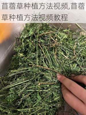 苜蓿草种植方法视频,苜蓿草种植方法视频教程-第3张图片-花卉百科