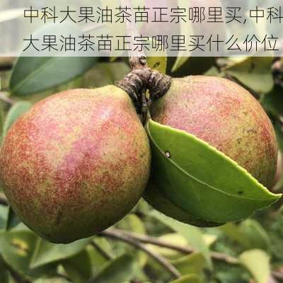 中科大果油茶苗正宗哪里买,中科大果油茶苗正宗哪里买什么价位-第1张图片-花卉百科