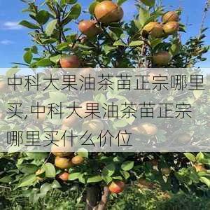 中科大果油茶苗正宗哪里买,中科大果油茶苗正宗哪里买什么价位-第3张图片-花卉百科