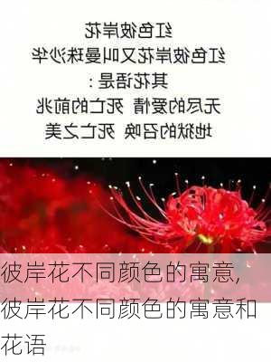 彼岸花不同颜色的寓意,彼岸花不同颜色的寓意和花语