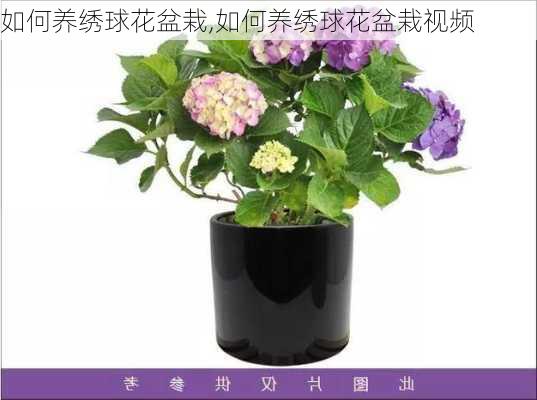 如何养绣球花盆栽,如何养绣球花盆栽视频-第3张图片-花卉百科