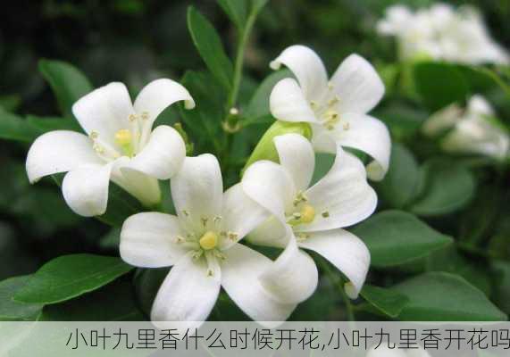 小叶九里香什么时候开花,小叶九里香开花吗-第2张图片-花卉百科