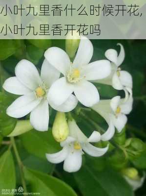 小叶九里香什么时候开花,小叶九里香开花吗-第1张图片-花卉百科