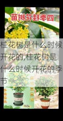 桂花树是什么时候开花的,桂花树是什么时候开花的季节