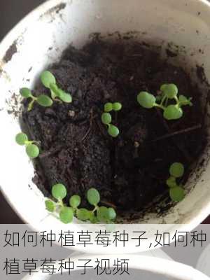 如何种植草莓种子,如何种植草莓种子视频-第3张图片-花卉百科