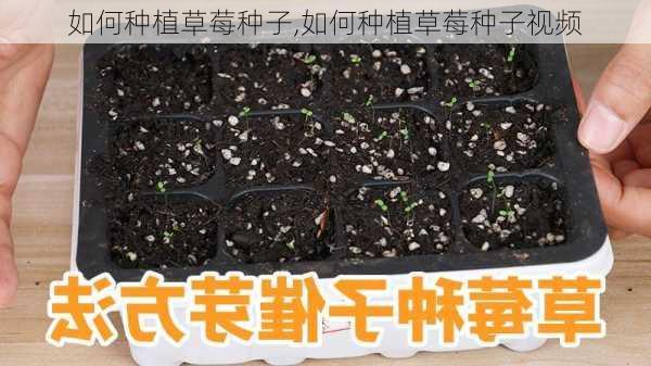 如何种植草莓种子,如何种植草莓种子视频-第2张图片-花卉百科