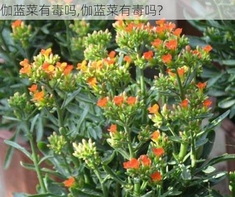 伽蓝菜有毒吗,伽蓝菜有毒吗?-第2张图片-花卉百科