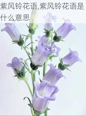 紫风铃花语,紫风铃花语是什么意思