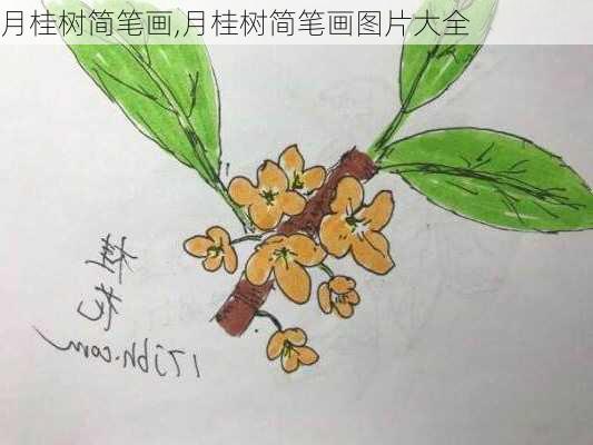 月桂树简笔画,月桂树简笔画图片大全-第2张图片-花卉百科