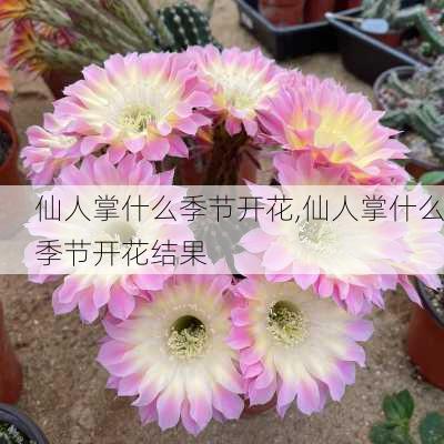 仙人掌什么季节开花,仙人掌什么季节开花结果