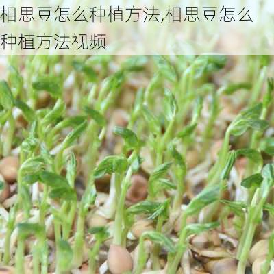 相思豆怎么种植方法,相思豆怎么种植方法视频-第3张图片-花卉百科