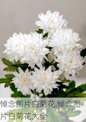 悼念图片白菊花,悼念图片白菊花大全