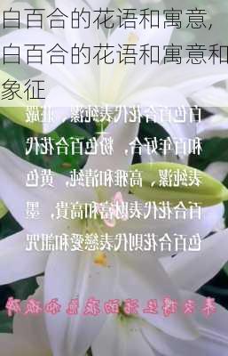 白百合的花语和寓意,白百合的花语和寓意和象征-第1张图片-花卉百科