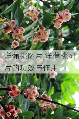 洋蒲桃图片,洋蒲桃图片的功效与作用