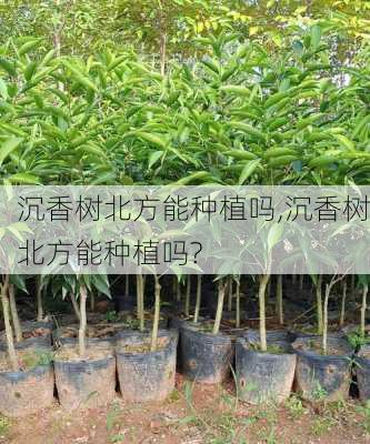 沉香树北方能种植吗,沉香树北方能种植吗?