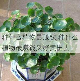 种什么植物最赚钱,种什么植物最赚钱又好卖出去