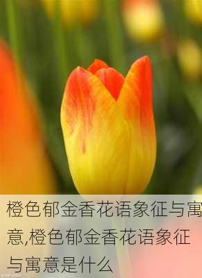 橙色郁金香花语象征与寓意,橙色郁金香花语象征与寓意是什么