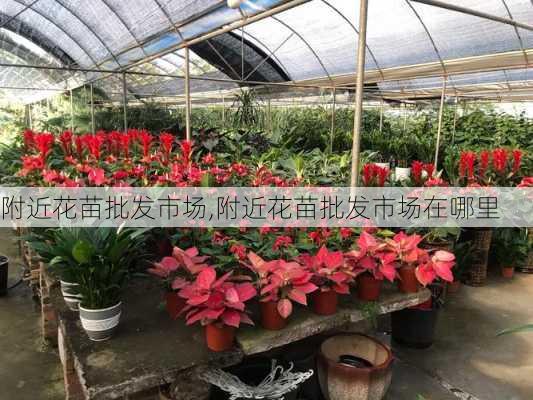 附近花苗批发市场,附近花苗批发市场在哪里