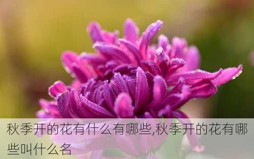 秋季开的花有什么有哪些,秋季开的花有哪些叫什么名