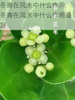 冬青在风水中什么作用,冬青在风水中什么作用最好