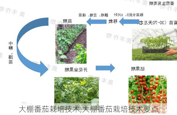 大棚番茄栽培技术,大棚番茄栽培技术要点