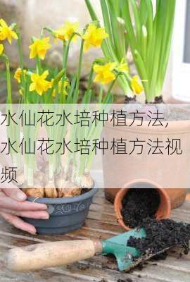 水仙花水培种植方法,水仙花水培种植方法视频-第2张图片-花卉百科