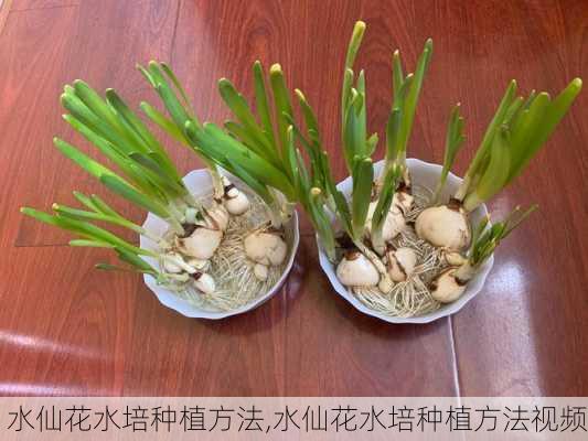 水仙花水培种植方法,水仙花水培种植方法视频