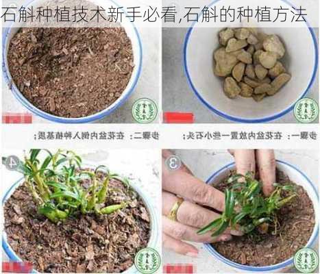 石斛种植技术新手必看,石斛的种植方法