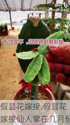 假昙花嫁接,假昙花嫁接仙人掌在几月份