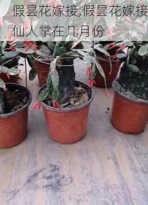 假昙花嫁接,假昙花嫁接仙人掌在几月份-第3张图片-花卉百科