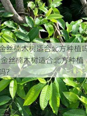 金丝楠木树适合北方种植吗,金丝楠木树适合北方种植吗?