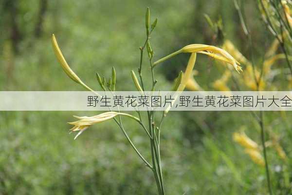 野生黄花菜图片,野生黄花菜图片大全