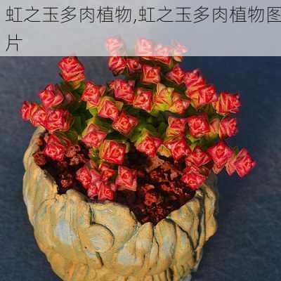 虹之玉多肉植物,虹之玉多肉植物图片