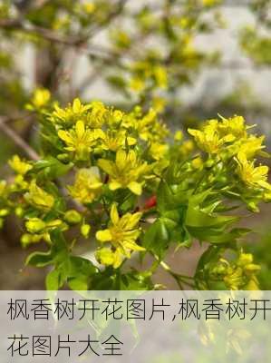 枫香树开花图片,枫香树开花图片大全